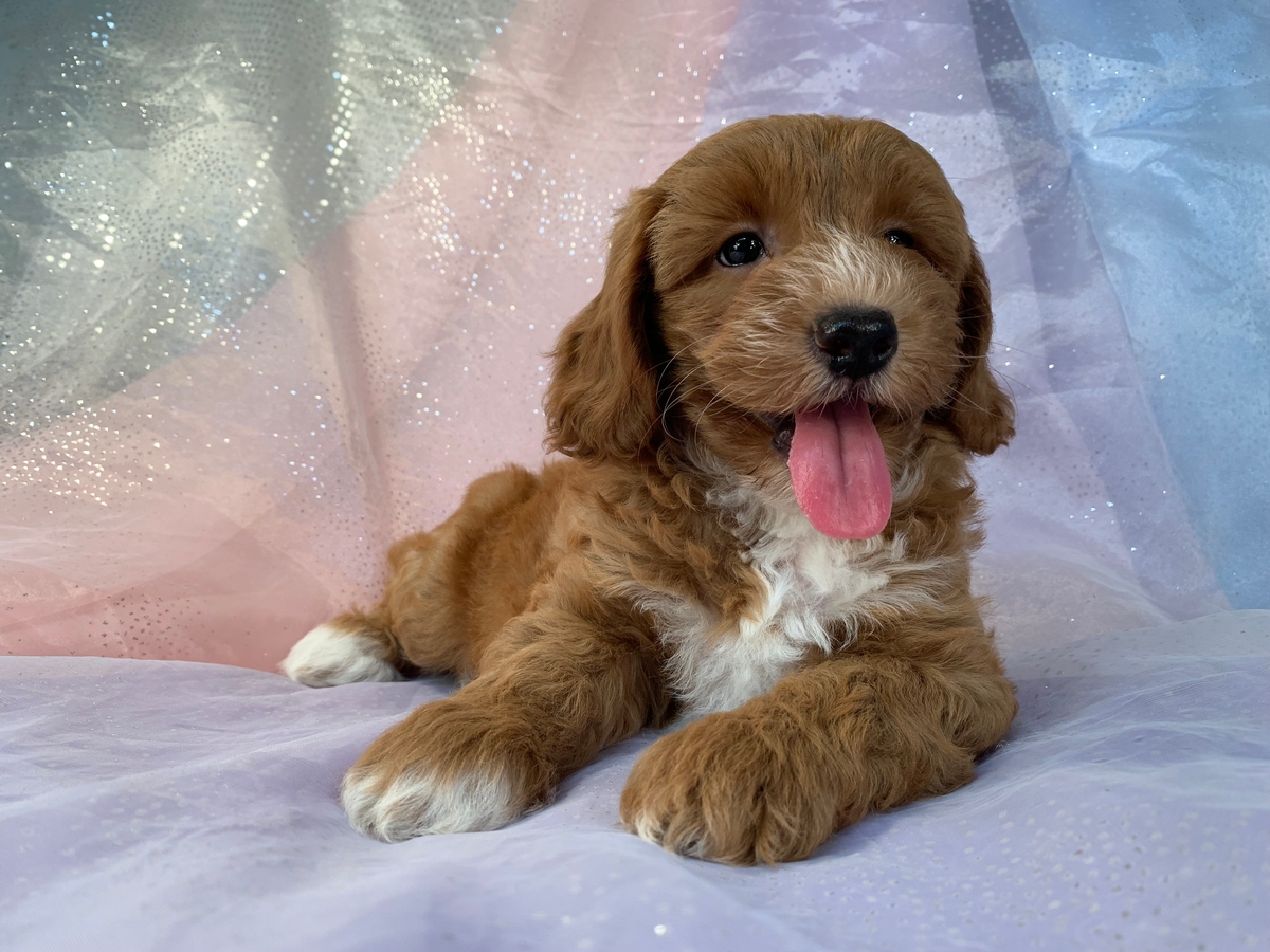 Female Miniature Schnoodle Available DOB 6-28-2022 $1200
